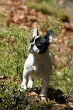 BOULEDOGUE FRANCAIS 1049